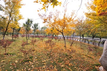 公园秋天树木