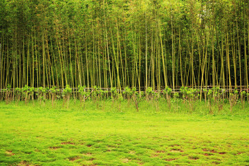 竹林森林