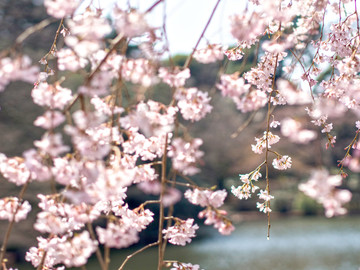 美丽樱花