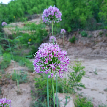 野蒜花