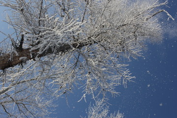 雾淞 雪景 冰天雪地 奇观 玉