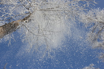 雾淞 雪景 冰天雪地 奇观 玉