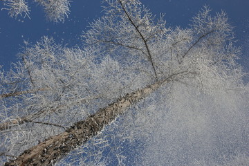 雾淞 雪景 冰天雪地 奇观 玉