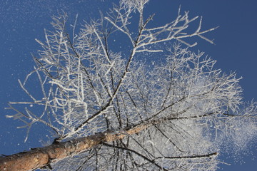 雾淞 雪景 冰天雪地 奇观 玉