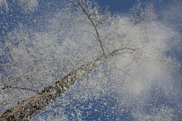 雾淞 雪景 冰天雪地 奇观 玉