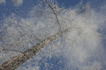 雾淞 雪景 冰天雪地 奇观 玉