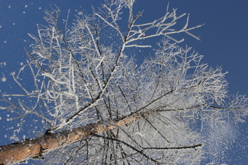 雾淞 雪景 冰天雪地 奇观 玉