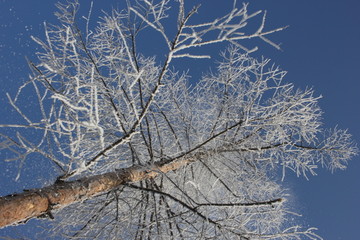 雾淞 雪景 冰天雪地 奇观 玉