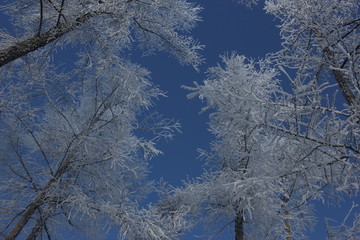 雾淞 雪景 冰天雪地 奇观 玉