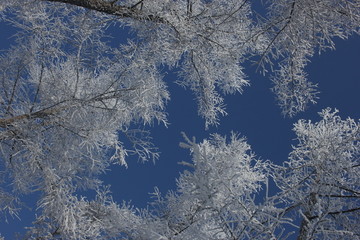 雾淞 雪景 冰天雪地 奇观 玉