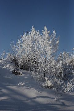 雾淞 雪景 冰天雪地 奇观 玉