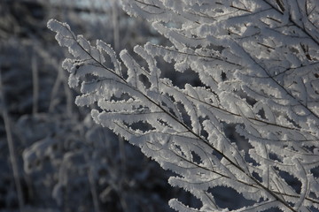 雾淞 雪景 冰天雪地 奇观 玉