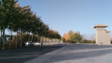 白桦树林