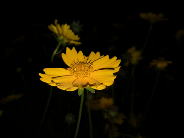 金鸡菊