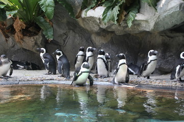 水塘企鹅