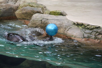 海狮顶球