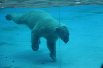 北极熊连动作