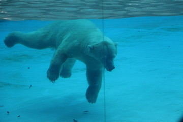 北极熊下沉