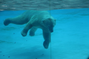 北极熊潜伏