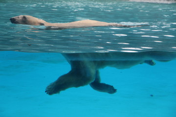 北极熊蛙泳