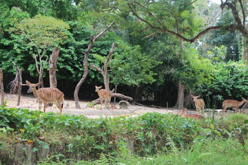 一群条纹鹿