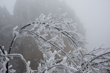 张家界雪松