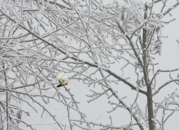 冰雪飞鸟