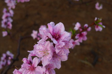 中山公园的桃花