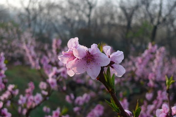 中山公园的桃花