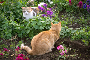 小猫 花园