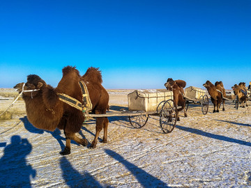 冬季草原拉车的骆驼