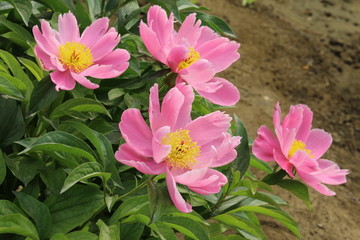 芍药花