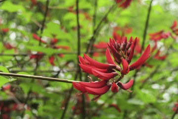 龙牙花 象牙红