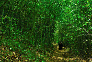 原生态竹林