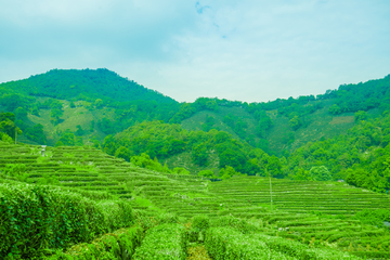 茶场 生态茶园