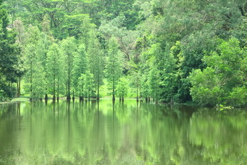 阳光水杉林