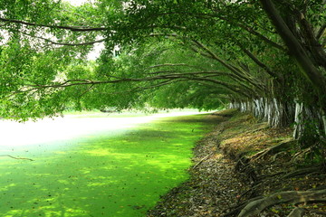 树林 阳光 池塘