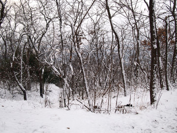 青岛市 太平山雪景 植物园