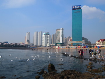 青岛市 海滨风光 海鸥