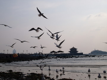 青岛市 海滨风光 海鸥