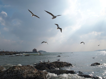 青岛市 海滨风光 海鸥