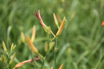 黄花菜