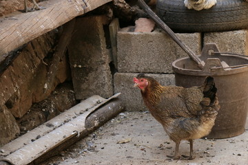 农村土鸡