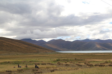 羊湖 西藏