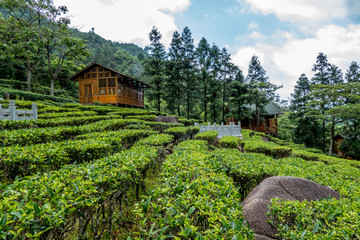 高山茶园