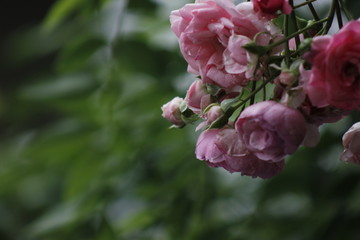粉色的月季花