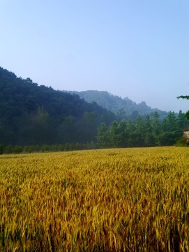 山区麦田