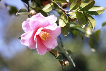 山茶花