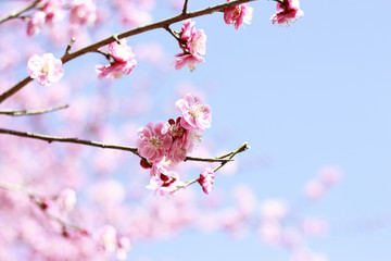 梅花
