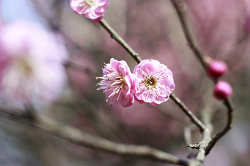 梅花